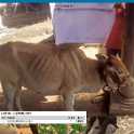 L451
